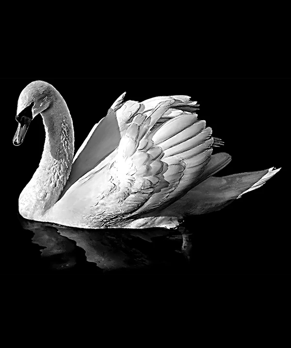 Гравировка «Птица» – 3