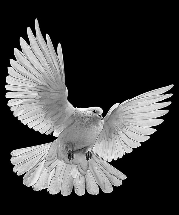 Гравировка «Птица» – 2